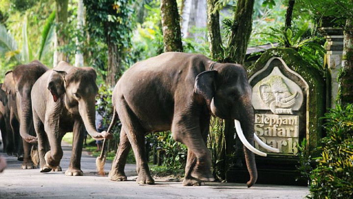 Elephant Park Tour -…