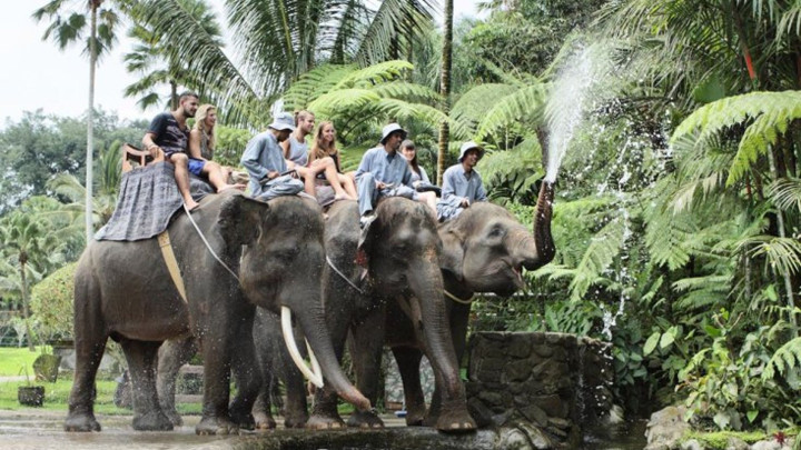 Elephant Safari Ride…